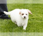 Small #6 Goldendoodle (Miniature)