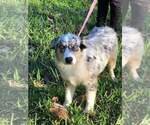 Small Photo #1 Australian Shepherd Puppy For Sale in JACKSONVILLE, FL, USA