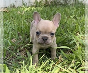 French Bulldog Puppy for sale in GOODMAN, MO, USA