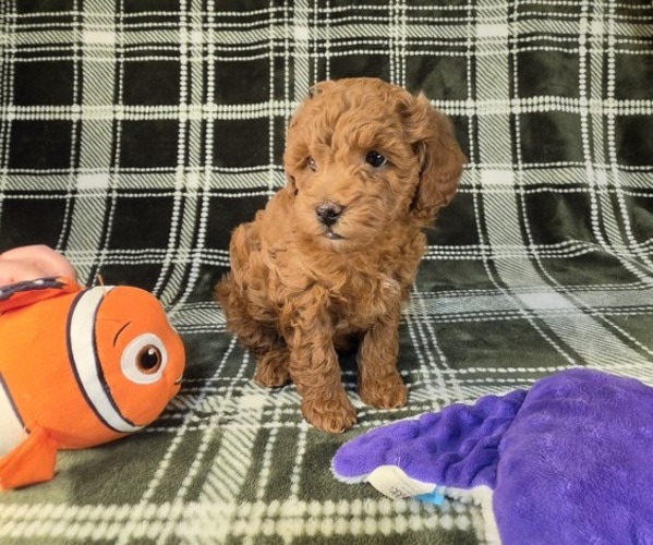 Medium Photo #1 Poodle (Miniature) Puppy For Sale in DENVER, CO, USA
