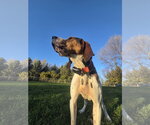 Small Photo #2 Treeing Walker Coonhound-Unknown Mix Puppy For Sale in Crystal, MN, USA