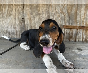 Coonhound Puppy for Sale in WEST ALEXANDRIA, Ohio USA