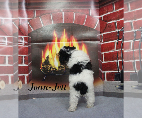 Medium Photo #21 Poodle (Toy) Puppy For Sale in CHANUTE, KS, USA