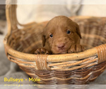 Small #2 Labradoodle
