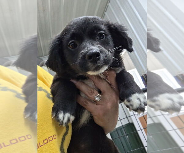 Medium Photo #1 Australian Shepherd Puppy For Sale in Osgood, IN, USA