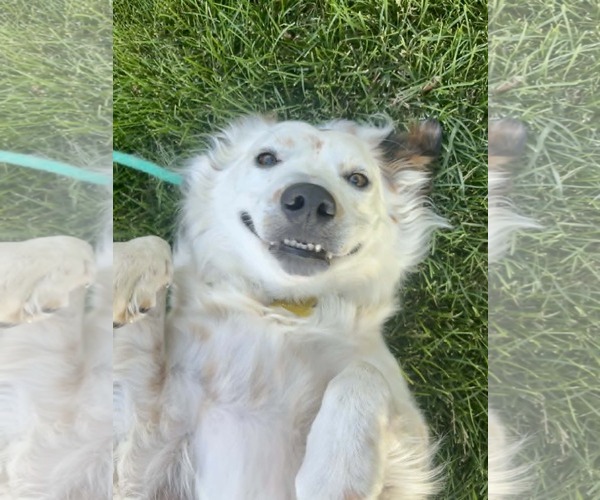 Medium Photo #3 Border Collie Puppy For Sale in Sandy, UT, USA