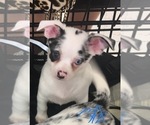 Small Photo #7 French Bullhuahua Puppy For Sale in YPSILANTI, MI, USA