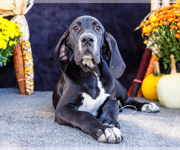 Medium Photo #26 Great Dane Puppy For Sale in WAKARUSA, IN, USA