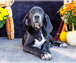 Small Photo #26 Great Dane Puppy For Sale in WAKARUSA, IN, USA
