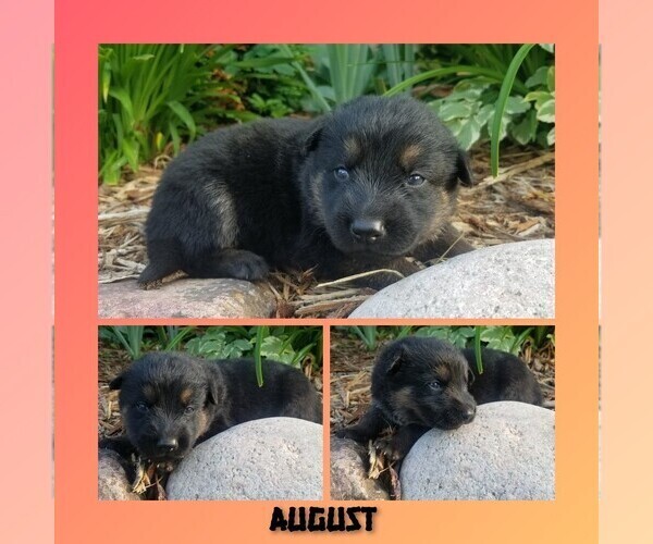 Medium Photo #2 German Shepherd Dog Puppy For Sale in BROOKFIELD, MO, USA