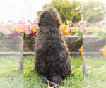 Small Photo #6 Labradoodle Puppy For Sale in NAPPANEE, IN, USA