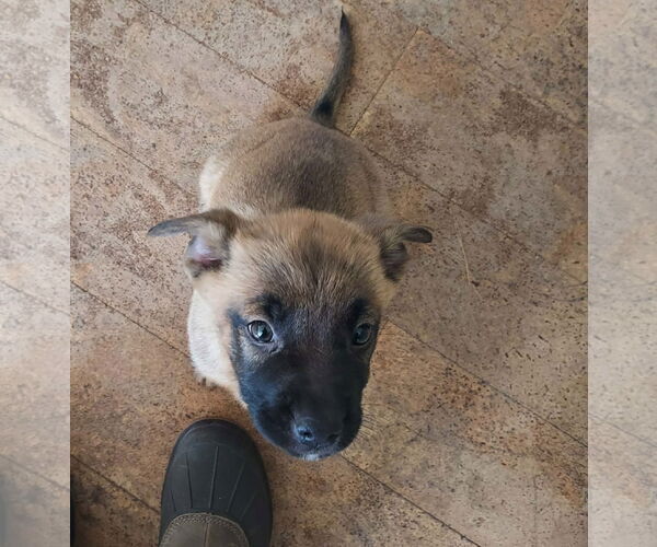 Medium Photo #2 Boxer-Unknown Mix Puppy For Sale in pomfret, CT, USA