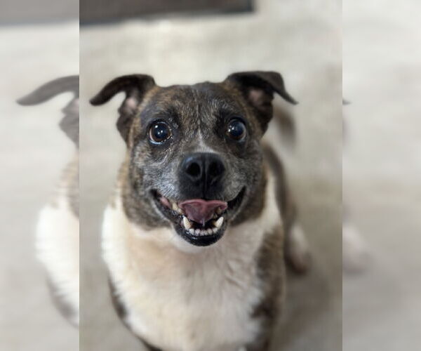 Medium Photo #1 Jug Puppy For Sale in Sistersville, WV, USA