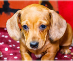 Small #5 Dachshund