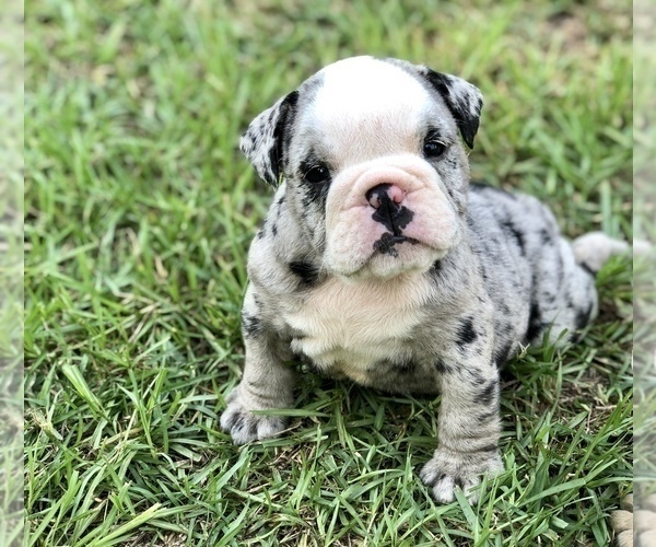 Medium Photo #1 Olde English Bulldogge Puppy For Sale in WALTERBORO, SC, USA