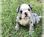 Small Photo #1 Olde English Bulldogge Puppy For Sale in WALTERBORO, SC, USA
