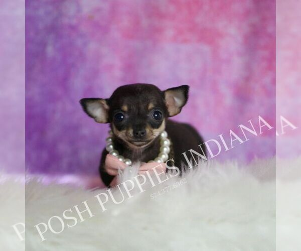 Medium Photo #8 Chihuahua Puppy For Sale in WARSAW, IN, USA