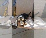 Small Photo #1 Basset Hound Puppy For Sale in PARKER, AZ, USA