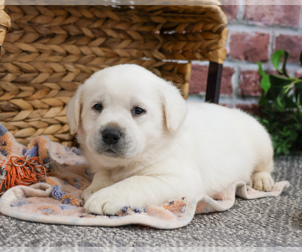 Medium Photo #6 Labrador Retriever Puppy For Sale in SYRACUSE, IN, USA
