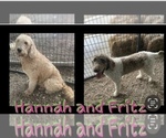 Small Photo #1 Goldendoodle Puppy For Sale in GRANDVIEW, TX, USA
