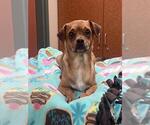 BUDDY - Male Chug Dog for Adoption - Small photo