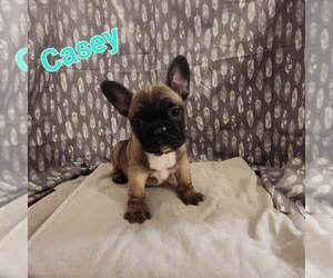 Medium French Bulldog