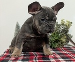 Small Photo #24 French Bulldog Puppy For Sale in GOSHEN, IN, USA