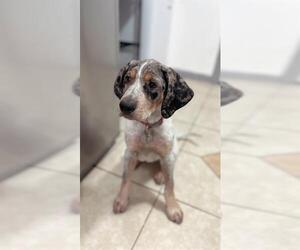 Bluetick Coonhound Dogs for adoption in San Antonio, TX, USA