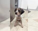 Small Bluetick Coonhound