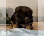 Small Photo #5 German Shepherd Dog Puppy For Sale in EDWARDSBURG, MI, USA