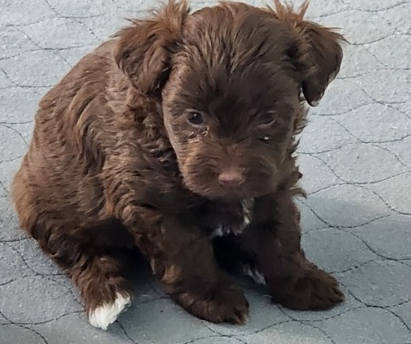Medium Photo #1 YorkiePoo Puppy For Sale in BLUE MOUND, TX, USA