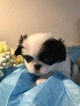 Small Photo #8 Japanese Chin Puppy For Sale in SALEM, OR, USA