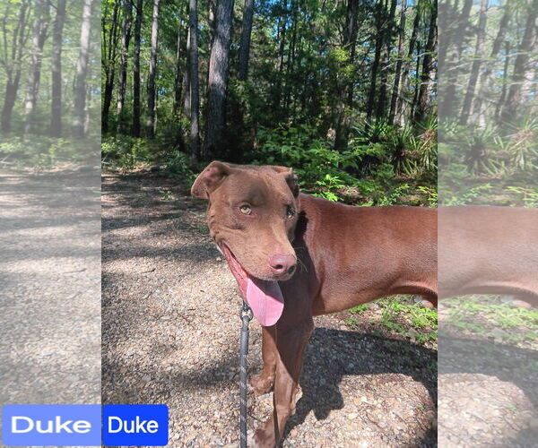 Medium Photo #2 Mutt Puppy For Sale in Farmerville, LA, USA