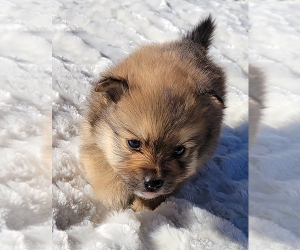 Medium Photo #9 Pomeranian Puppy For Sale in STATHAM, GA, USA
