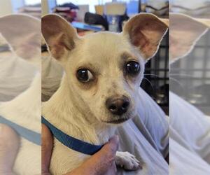 Chihuahua-Unknown Mix Dogs for adoption in Bakersfield, CA, USA