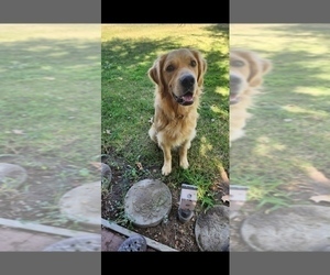 Father of the Golden Retriever puppies born on 02/24/2025