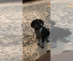 Small Photo #2 Mutt Puppy For Sale in MIDWAY, UT, USA