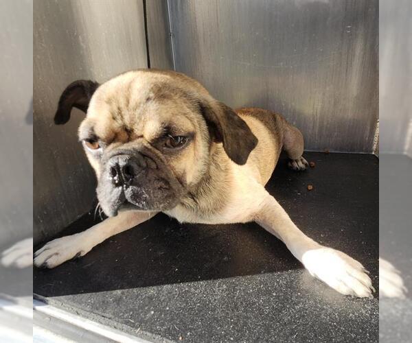 Medium Photo #1 Puggle Puppy For Sale in San Antonio, TX, USA