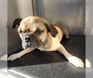 Puggle Dogs for adoption in San Antonio, TX, USA