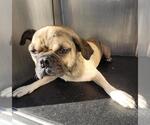 Small Puggle
