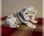 Small Photo #3 English Bulldog Puppy For Sale in DURANGO, CO, USA