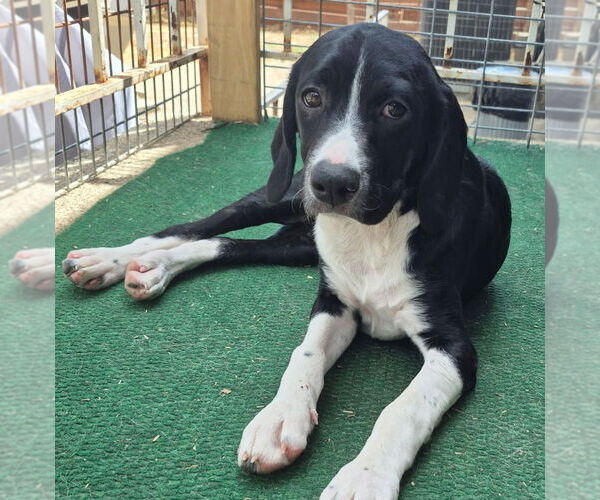 Medium Photo #2 English Springer Spaniel-Pointer Mix Puppy For Sale in Aurora, IN, USA