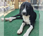 Small #1 English Springer Spaniel-Pointer Mix