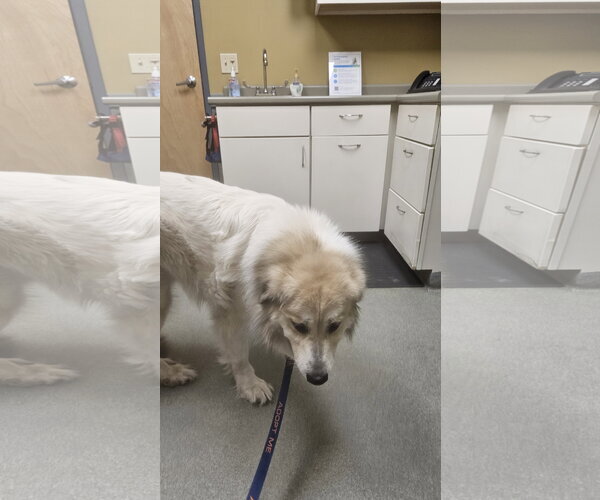 Medium Photo #7 Great Pyrenees Puppy For Sale in Croydon, NH, USA
