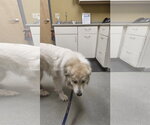 Small Photo #7 Great Pyrenees Puppy For Sale in Croydon, NH, USA