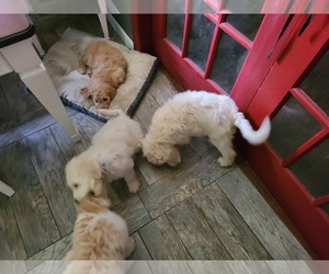Goldendoodle Puppy for sale in CORFU, NY, USA