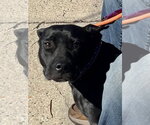 Small Photo #14 Labrador Retriever-Unknown Mix Puppy For Sale in Mount Laurel, NJ, USA