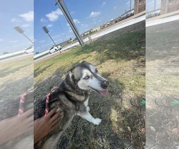 Medium Photo #4 Siberian Husky-Unknown Mix Puppy For Sale in Rowlett, TX, USA