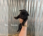 Puppy Bonnie Great Dane