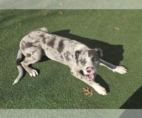 Medium Photo #1 Catahoula Leopard Dog-Unknown Mix Puppy For Sale in Rockwall, TX, USA